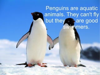 Penguins are aquatic
animals. They can't fly
but they are good
swimmers.
 