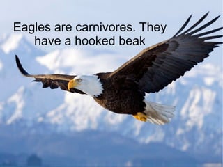 Eagles are carnivores. They
have a hooked beak
 