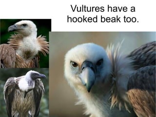 Vultures have a
hooked beak too.
 