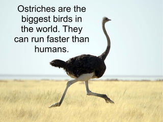 Ostriches are the
biggest birds in
the world. They
can run faster than
humans.
 