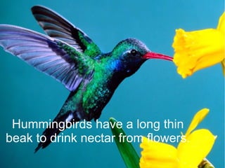 Hummingbirds have a long thin
beak to drink nectar from flowers.
 