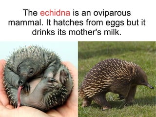 The echidna is an oviparous
mammal. It hatches from eggs but it
drinks its mother's milk.
 