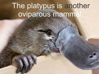 The platypus is another
oviparous mammal.
 