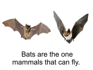 Bats are the one
mammals that can fly.
 