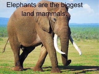 Elephants are the biggest
land mammals.
 