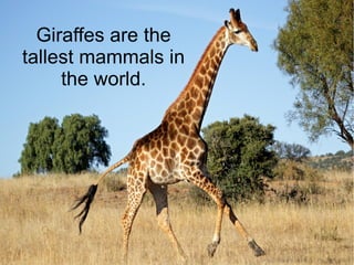 Giraffes are the
tallest mammals in
the world.
 