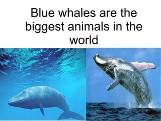 Blue whales are the
biggest animals in the
world
 