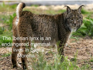 The Iberian lynx is an
endangered mammal.
It lives in Sierra
Morena.
 