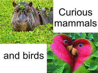 Curious
mammals
and birds
 