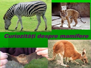 Curiozităţi despre mamifere
 