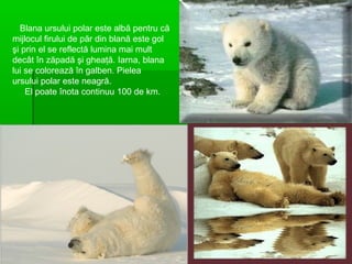 Blana ursului polar este albă pentru că
mijlocul firului de păr din blană este gol
şi prin el se reflectă lumina mai mult
decât în zăpadă şi gheaţă. Iarna, blana
lui se colorează în galben. Pielea
ursului polar este neagră.
El poate înota continuu 100 de km.
 
