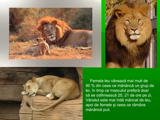 Femela leu vânează mai mult de
90 % din ceea ce mănâncă un grup de
lei, în timp ce masculul preferă doar
să se odihnească 20, 21 de ore pe zi.
Vânatul este mai întâi mâncat de leu,
apoi de femele şi ceea ce rămâne
mănâncă puii.
 