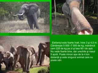 Elefantul este foarte înalt, între 3 şi 4,5 m.
Cântăreşte 5 000 -7 000 de kg, mănâncă
cam 225 de kg pe zi şi bea 90 l de apă.
Nu vede foarte bine, dar urechile şi nasul
îl ajută. Poate mirosi apa de la 4 km
distanţă şi este singurul animal care nu
poate sări.
 