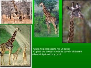 Girafa nu poate scoate nici un sunet.
O girafă are acelaşi număr de oase în alcătuirea
scheletului gâtului ca şi omul.
 