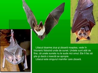 Liliacul doarme ziua şi zboară noaptea, vede în
întuneric folosind unde de sunet. Undele sunt atât de
fine, că unele sunete nu le aude nici omul. Ele îl fac să
ştie şi dacă o insectă se apropie.
Liliacul este singurul mamifer care zboară.
 