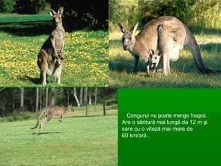 Cangurul nu poate merge înapoi.
Are o săritură mai lungă de 12 m şi
sare cu o viteză mai mare de
60 km/oră .
 