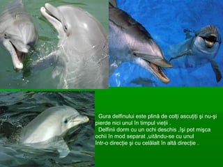 Gura delfinului este plină de colţi ascuţiţi şi nu-şi
pierde nici unul în timpul vieţii .
Delfinii dorm cu un ochi deschis ,îşi pot mişca
ochii în mod separat ,uitându-se cu unul
într-o direcţie şi cu celălalt în altă direcţie .
 