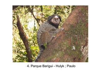 4. Parque Barigui - Hulyk ; Paulo
 