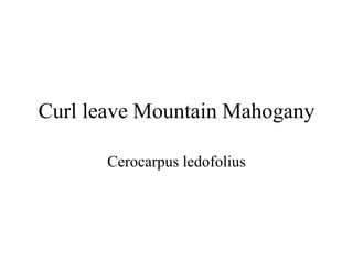 Curl leave Mountain Mahogany 
Cerocarpus ledofolius 
 