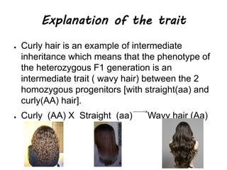 Explanation of the trait
● Curly hair is an example of intermediate
inheritance which means that the phenotype of
the heterozygous F1 generation is an
intermediate trait ( wavy hair) between the 2
homozygous progenitors [with straight(aa) and
curly(AA) hair].
● Curly (AA) X Straight (aa) Wavy hair (Aa)
 