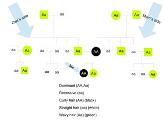 Aa
Aa aa aa Aa
aa Aa Aa
AA aa Aa aa
AA Aa
aa
aa Aa
Aa
aa aa Aa
aa
aa aa
Dominant (AA,Aa)
Recessive (aa)
Curly hair (AA) (black)
Straight hair (aa) (white)
Wavy hair (Aa) (green)
 