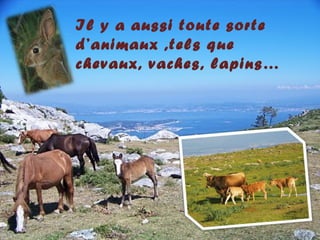 Il y a aussi toute sorte
d’animaux ,tels que
chevaux, vaches, lapins…