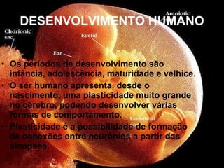 DESENVOLVIMENTO HUMANO Os períodos de desenvolvimento são infância, adolescência, maturidade e velhice. O ser humano apresenta, desde o nascimento, uma plasticidade muito grande no cérebro, podendo desenvolver várias formas de comportamento. Plasticidade é a possibilidade de formação de conexões entre neurônios a partir das sinapses. 