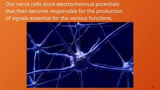 45
Our nerve cells store electrochemical potentials
that then become responsible for the production
of signals essential for the various functions.
 