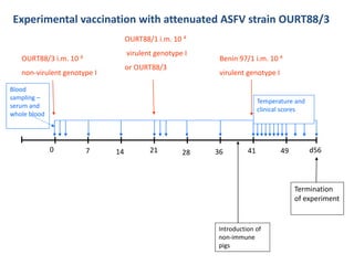 Current approaches for African swine fever virus vaccine development