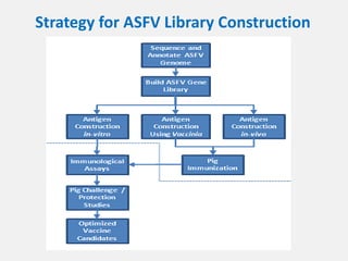 Current approaches for African swine fever virus vaccine development