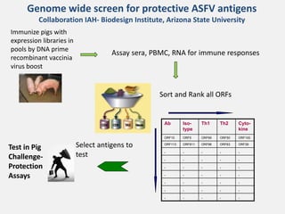 Current approaches for African swine fever virus vaccine development