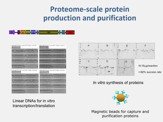 Current approaches for African swine fever virus vaccine development