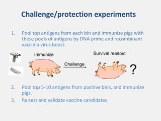 Current approaches for African swine fever virus vaccine development