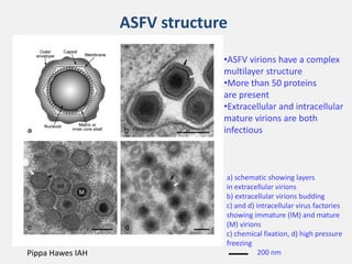 Current approaches for African swine fever virus vaccine development