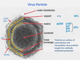 Current approaches for African swine fever virus vaccine development