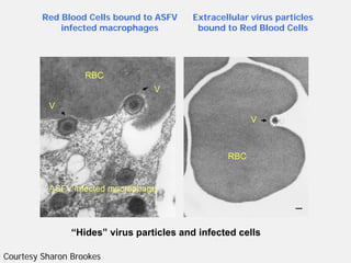 Current approaches for African swine fever virus vaccine development