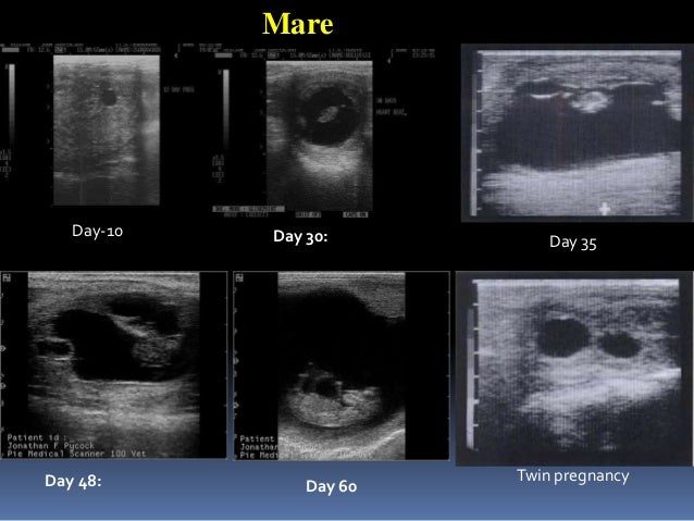 yorkie pregnancy calculator signs of pregnancy pets world yorkie pregnancy calculator signs of pregnancy pets world