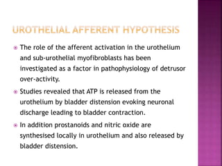  The role of the afferent activation in the urothelium
and sub-urothelial myofibroblasts has been
investigated as a factor in pathophysiology of detrusor
over-activity.
 Studies revealed that ATP is released from the
urothelium by bladder distension evoking neuronal
discharge leading to bladder contraction.
 In addition prostanoids and nitric oxide are
synthesised locally in urothelium and also released by
bladder distension.
 