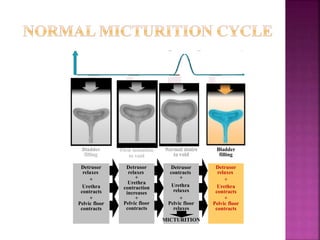 Storage phase
Emptying phase
Bladder
pressure Storage phase
Detrusor
relaxes
+
Urethra
contracts
+
Pelvic floor
contracts
Bladder
filling
Normal desire
to void
Detrusor
contracts
+
Urethra
relaxes
+
Pelvic floor
relaxes
MICTURITION
First sensation
to void
Detrusor
relaxes
+
Urethra
contraction
increases
+
Pelvic floor
contracts
First sensation
to void
Detrusor
relaxes
+
Urethra
contraction
increases
+
Pelvic floor
contracts
Bladder
filling
Detrusor
relaxes
+
Urethra
contracts
+
Pelvic floor
contracts
Bladder
filling
Detrusor
relaxes
+
Urethra
contracts
+
Pelvic floor
contracts
Normal desire
to void
Detrusor
contracts
+
Urethra
relaxes
+
Pelvic floor
relaxes
MICTURITION
 