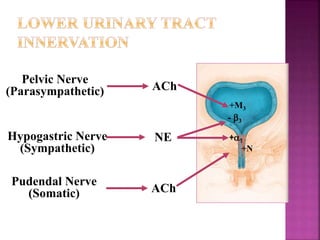 +M3
Pelvic Nerve
(Parasympathetic) ACh
+N
Pudendal Nerve
(Somatic) ACh
- 3
+1Hypogastric Nerve
(Sympathetic)
NE
 