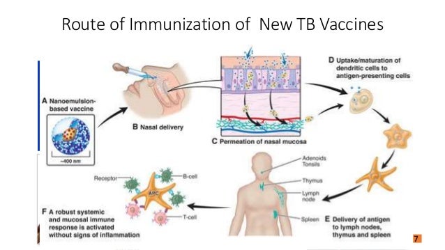 Image result for vaccination for tb