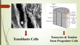 Current Concepts in Tendinopathies - palas.pptx