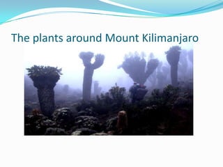 The plants around Mount Kilimanjaro