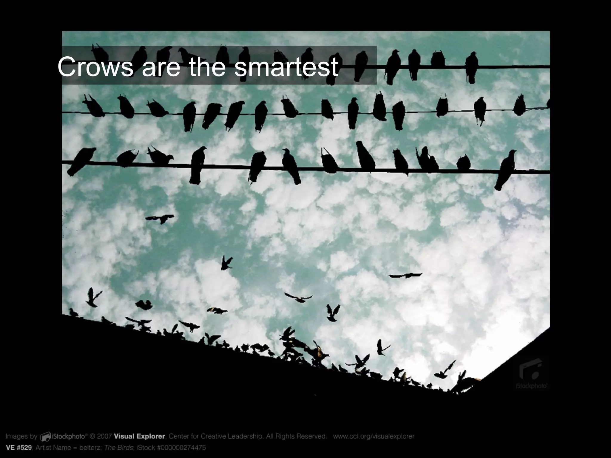 VE #529 Crows are the smartest 