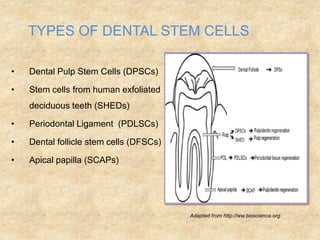 Stem cells for dental tissue engineering | PPTX