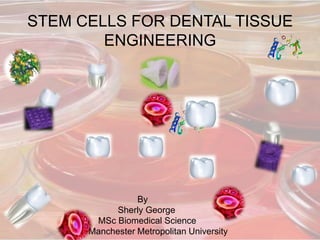 STEM CELLS FOR DENTAL TISSUE
ENGINEERING
By
Sherly George
MSc Biomedical Science
Manchester Metropolitan University
 