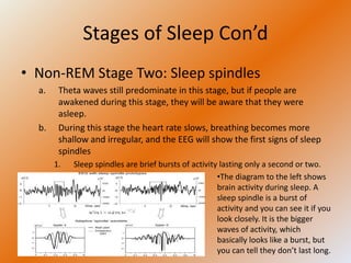 Stages of Sleep Con’d
• Non-REM Stage Two: Sleep spindles
  a.    Theta waves still predominate in this stage, but if people are
        awakened during this stage, they will be aware that they were
        asleep.
  b.    During this stage the heart rate slows, breathing becomes more
        shallow and irregular, and the EEG will show the first signs of sleep
        spindles
       1.   Sleep spindles are brief bursts of activity lasting only a second or two.
                                                       •The diagram to the left shows
                                                       brain activity during sleep. A
                                                       sleep spindle is a burst of
                                                       activity and you can see it if you
                                                       look closely. It is the bigger
                                                       waves of activity, which
                                                       basically looks like a burst, but
                                                       you can tell they don’t last long.
 