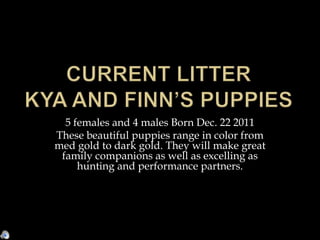 5 females and 4 males Born Dec. 22 2011
These beautiful puppies range in color from
med gold to dark gold. They will make great
 family companions as well as excelling as
     hunting and performance partners.
 