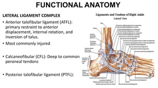 Atfl Function CURRENT MANAGEMENT OF ANKLE INJURIES.pptx