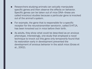 ■ Researchers studying animals can actually manipulate
specific genes and then observe the effects on behavior.
Specific genes can be taken out of mice DNA—these are
called knockout studies because a particular gene is knocked
out of the animal’s system.
■ For example, the gene that is responsible for a specific
receptor for the neurotransmitter serotonin, called 5-HT1A,
has been knocked out in mice before their birth.
■ As adults, they show what could be described as an anxious
phenotype. Interestingly, one study that employed a novel
technique to knock out this gene only temporarily found that
its restoration early in development prevented the
development of anxious behavior in the adult mice (Gross et
al., 2002).
 